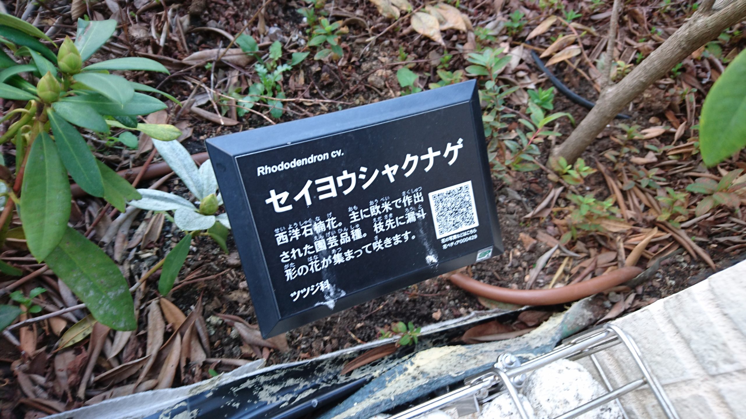 QRコード付き樹名板で植物が学べる屋上庭園